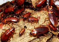 Cucarachas y tecuejos