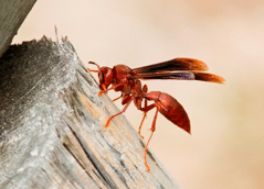 Control de avispas y abejas