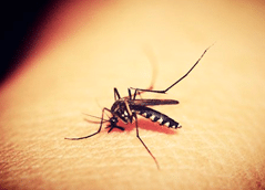 plaga_mosquitos